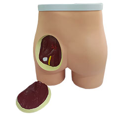 DM-NS6023 带解剖结构臀部注射模型    